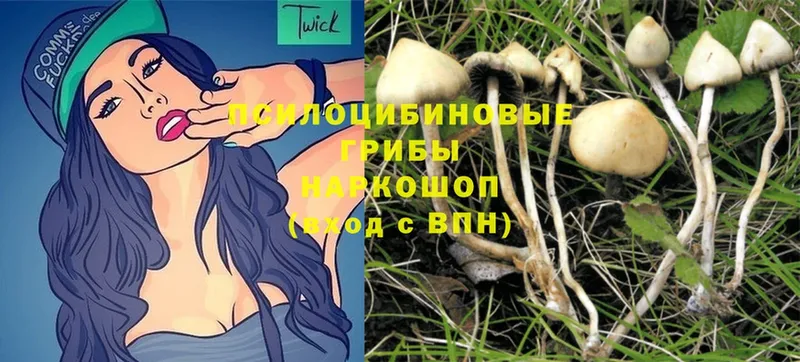 omg зеркало  Зеленогорск  Псилоцибиновые грибы Psilocybe  наркота 